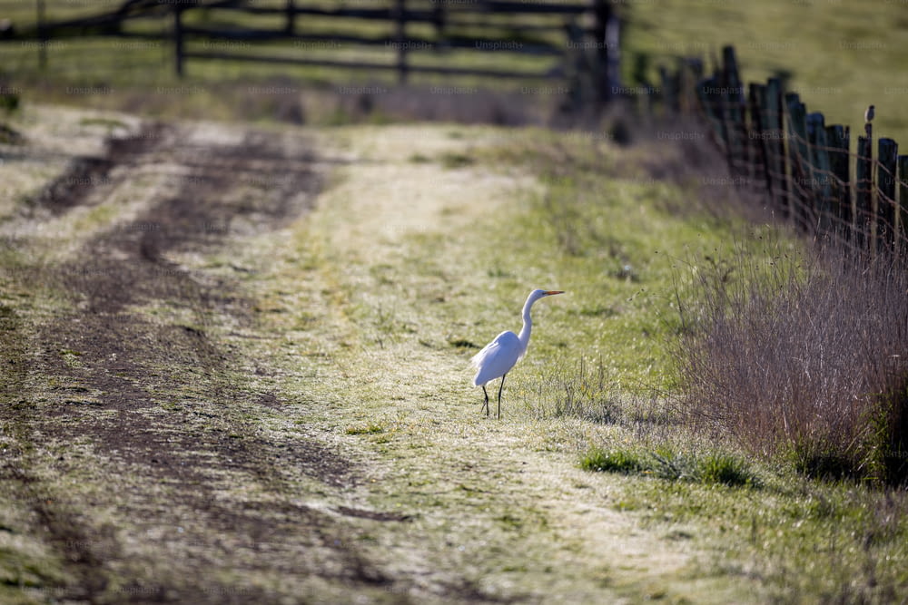 a white bird standing in a field next to a fence