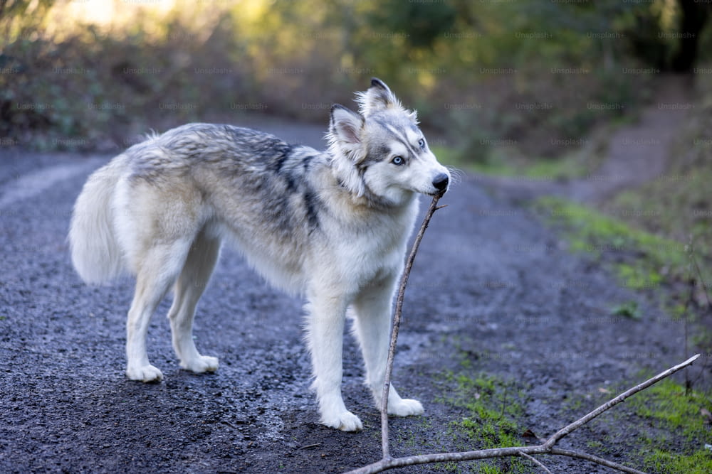 a dog standing on a road with a stick in its mouth