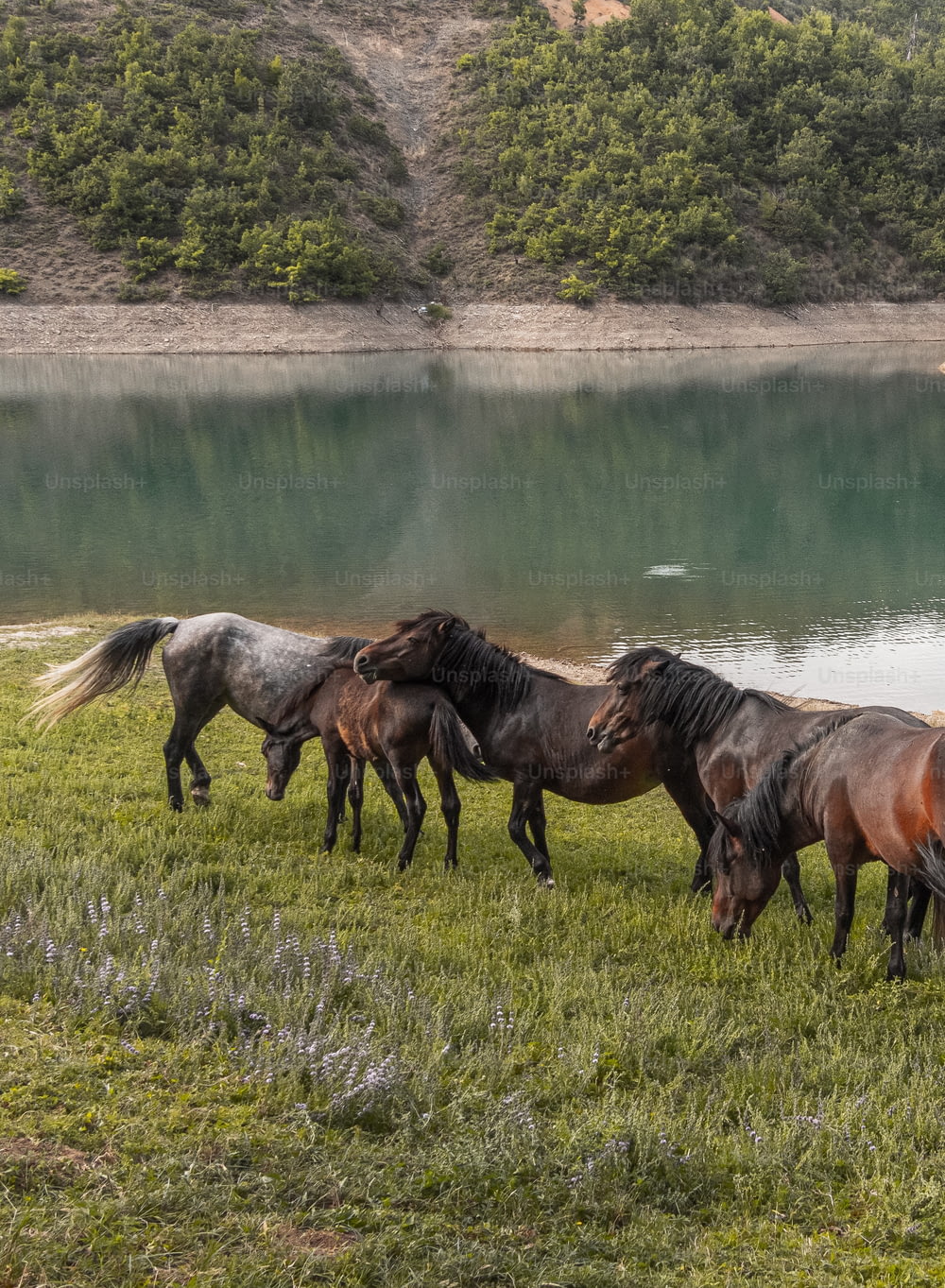 a group of horses grazing in a field next to a lake