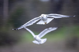 Un couple d’oiseaux blancs volant dans les airs
