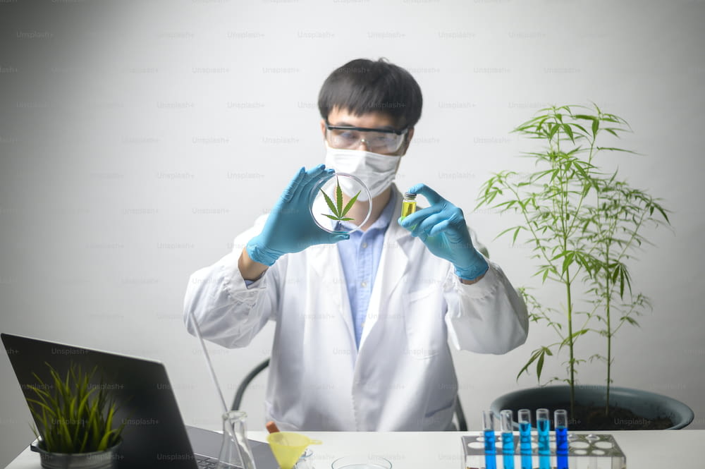 A scientist is checking and analyzing a cannabis sativa experiment , hemp plant  for herbal pharmaceutical cbd oil in a laboratory