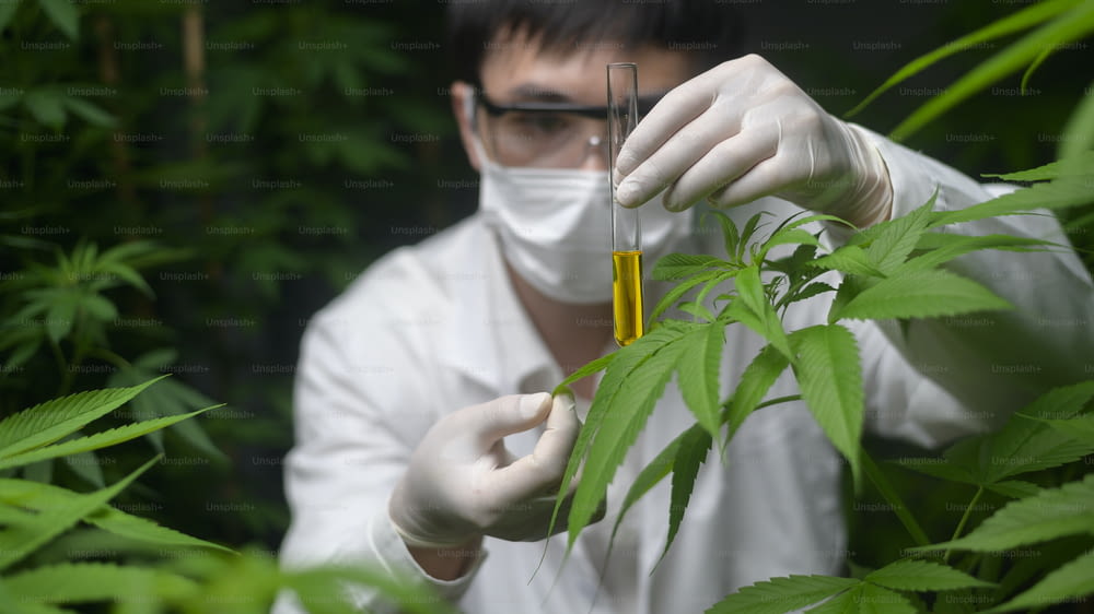 Conceito de plantação de cannabis para médicos, um cientista segurando um tubo de ensaio na fazenda de cannabis