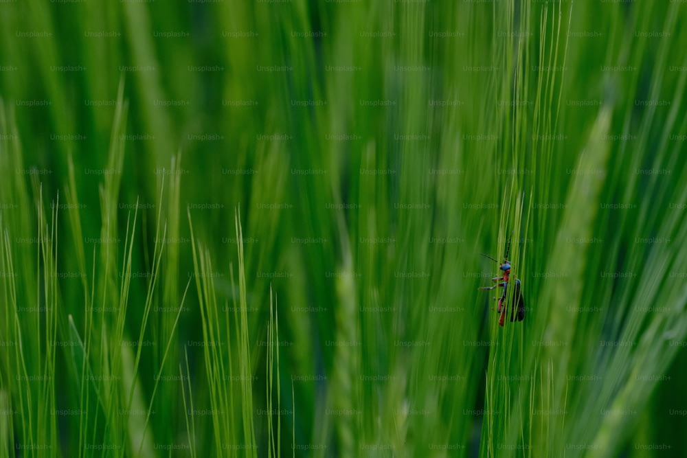 a bug is sitting on a stalk of grass