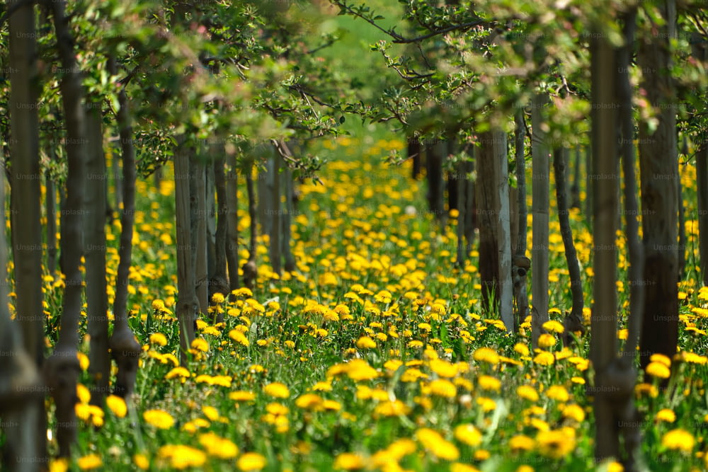un campo pieno di fiori e alberi gialli