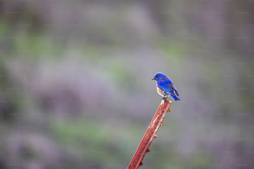 a small blue bird sitting on top of a plant
