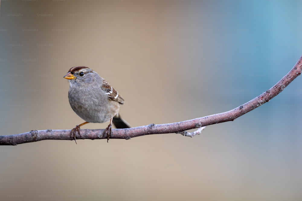 a small bird sitting on a branch of a tree