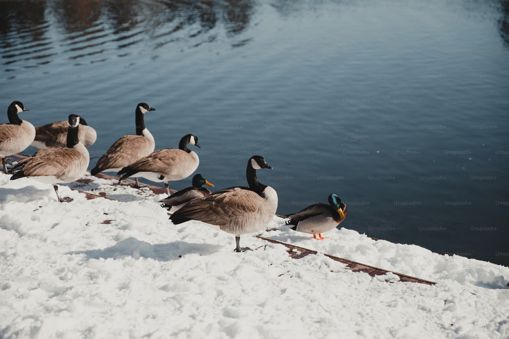 a flock of ducks standing next to a body of water