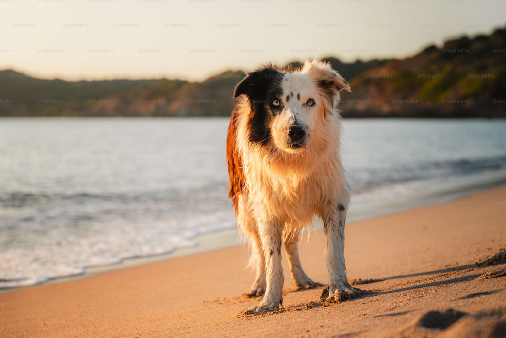 Un chien debout sur une plage au bord de l’océan