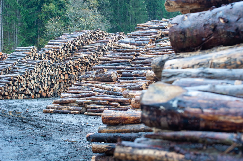Un montón de troncos sentados encima de un camino de tierra