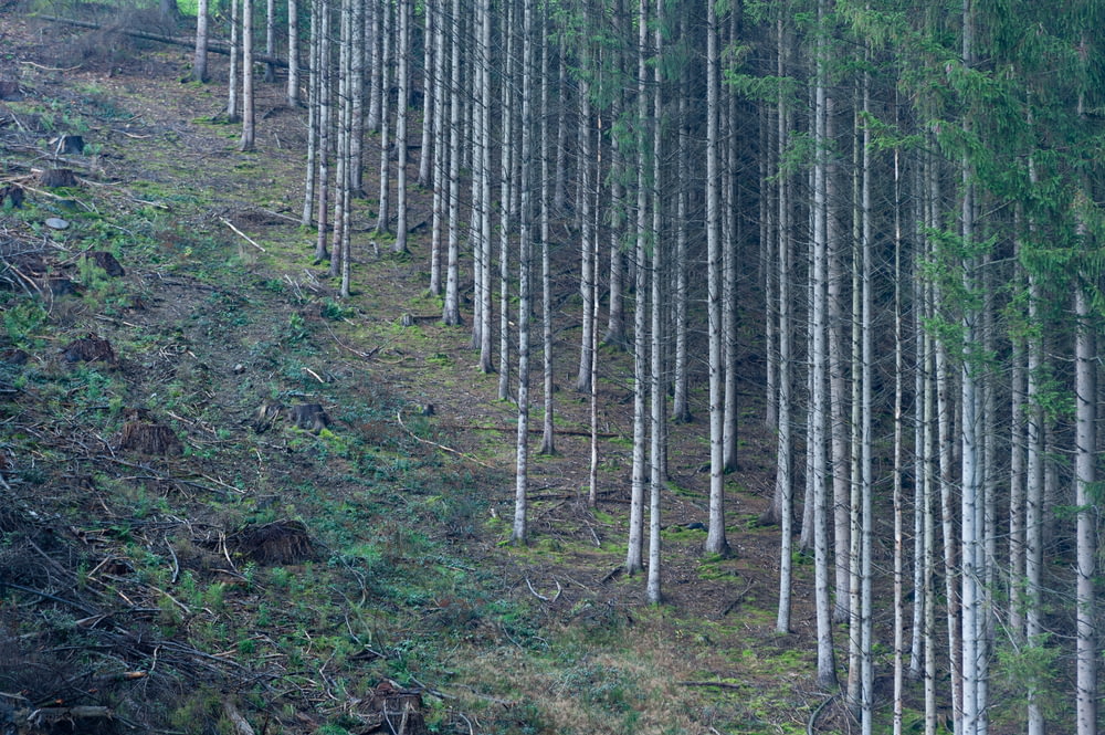 un gruppo di alberi che si trovano sul fianco di una collina