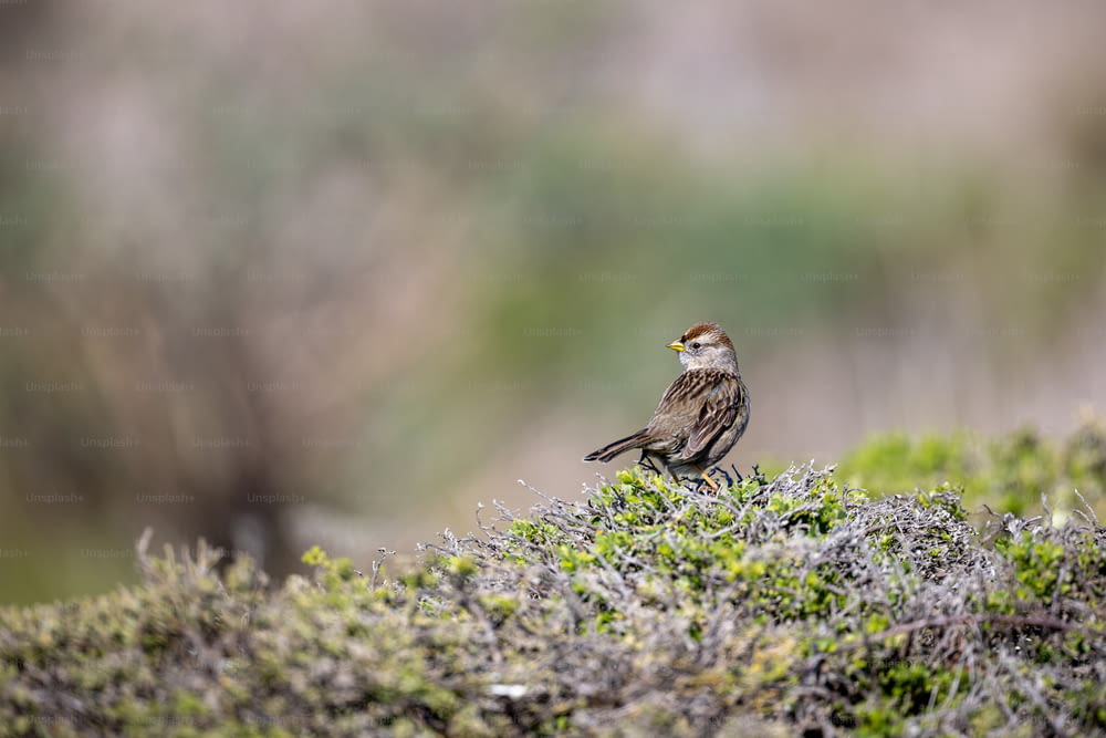 a small bird sitting on top of a moss covered ground