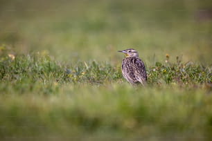 un piccolo uccello è in piedi nell'erba