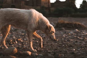 a large white dog walking across a rocky field