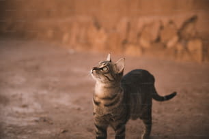 um gato parado na sujeira olhando para cima