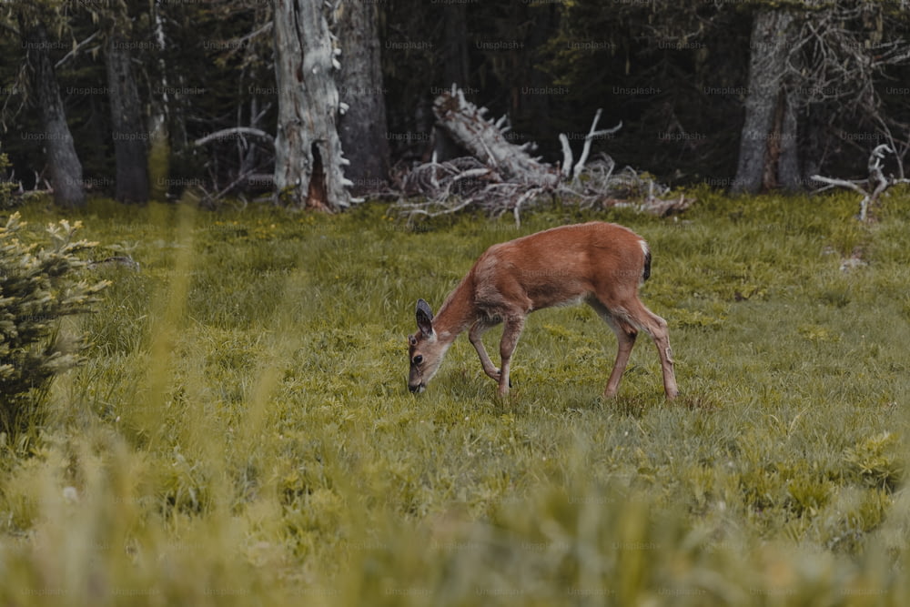 a deer grazing in a grassy field with trees in the background