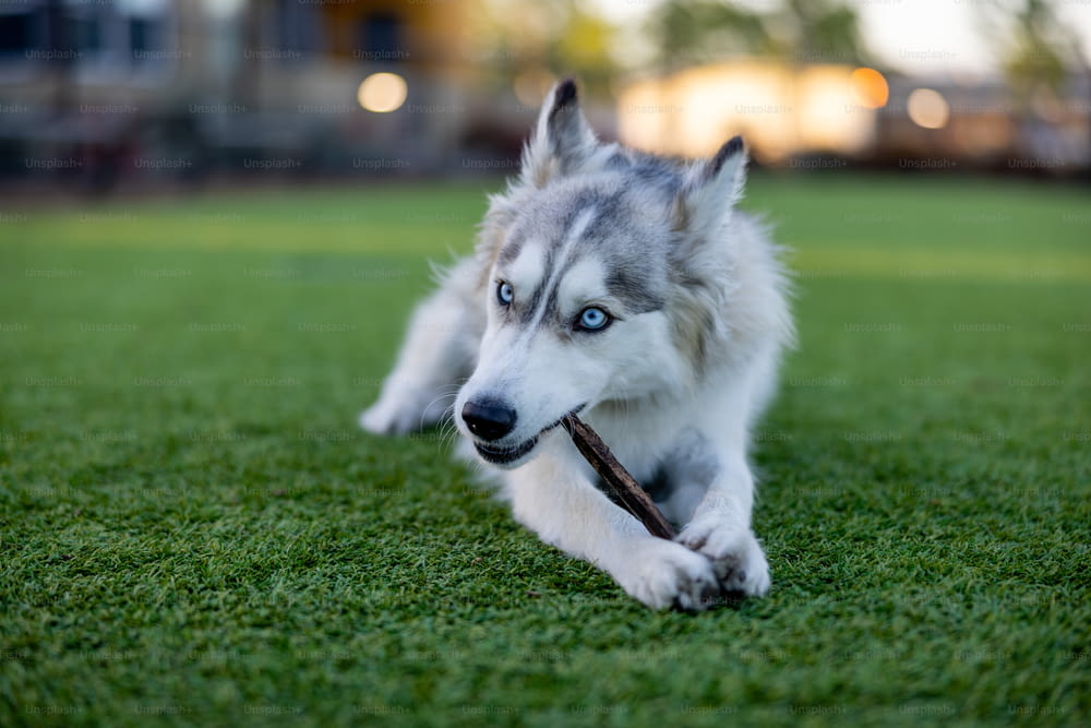 un cane bianco e grigio con un bastone in bocca