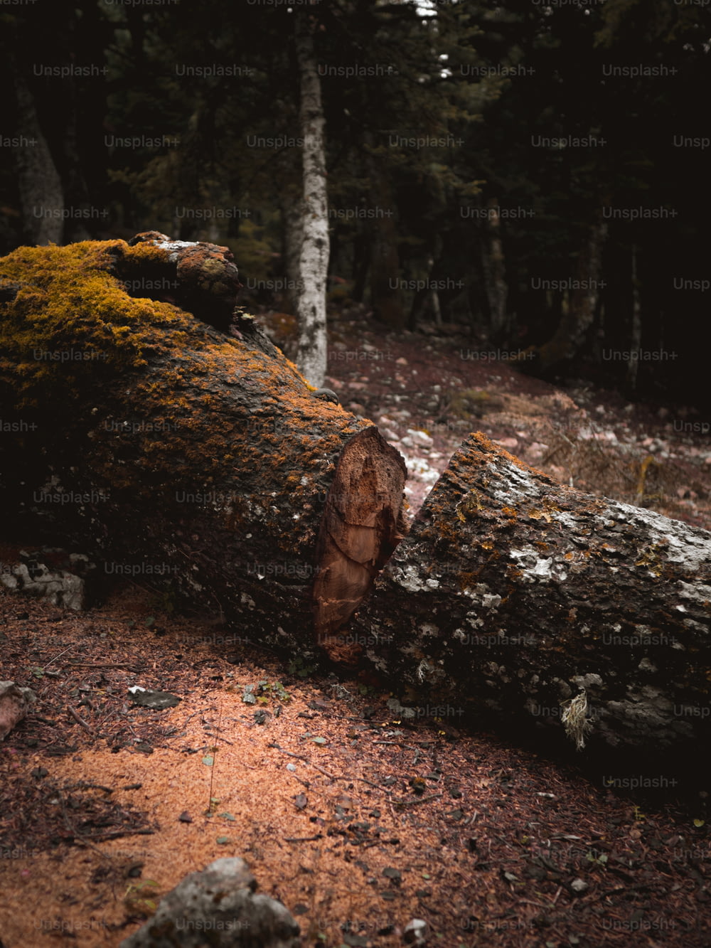 숲 한가운데에 쓰러진 나무