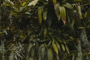 a close up of a plant with lots of leaves