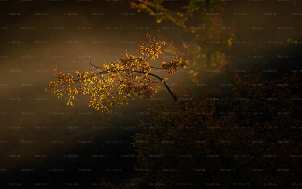 a tree with yellow leaves in the fog
