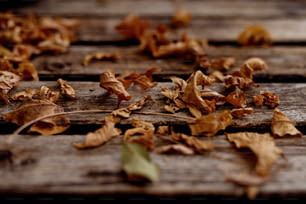 um close up de folhas em uma superfície de madeira