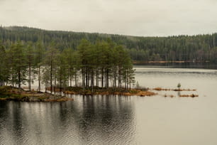 a body of water surrounded by a forest