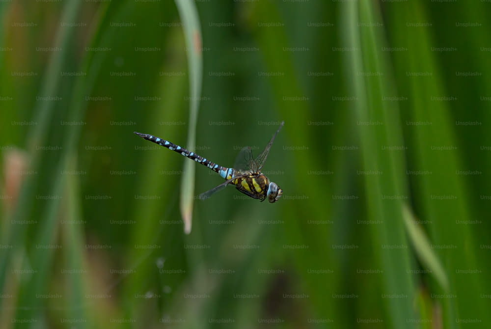 a blue and yellow dragonfly sitting on a blade of grass