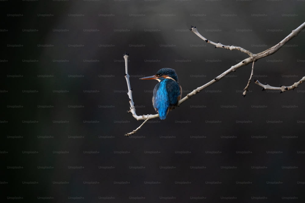Un pájaro azul sentado en una rama de un árbol