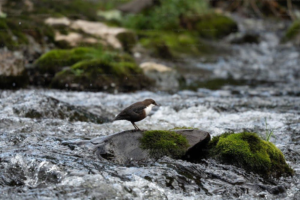 小川の岩の上に立つ鳥