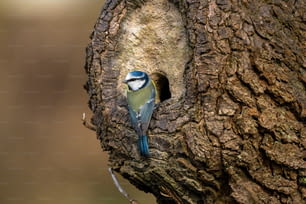 나무의 움푹 들어간 곳에 앉아있는 작은 푸른 새