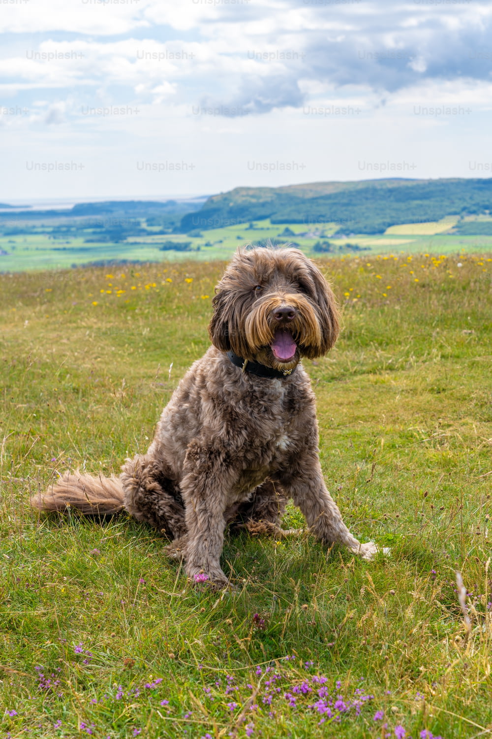 Un perro marrón sentado en la cima de un exuberante campo verde
