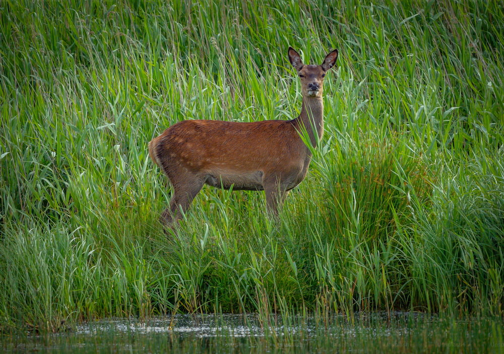 um cervo em pé na grama alta ao lado de um corpo de água