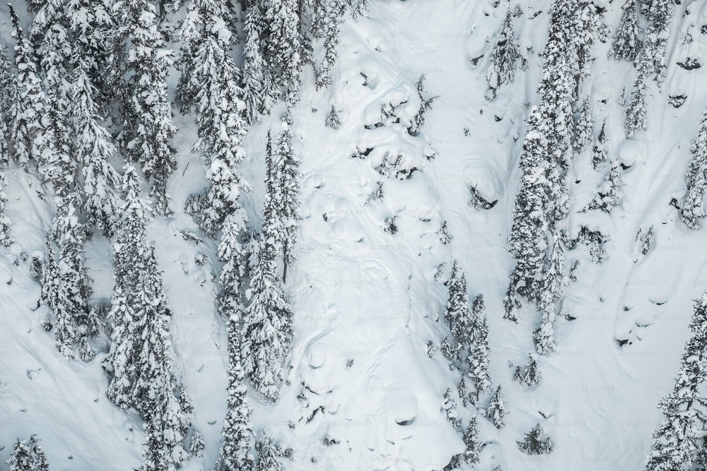 aerial view of snow covered trees in a forest