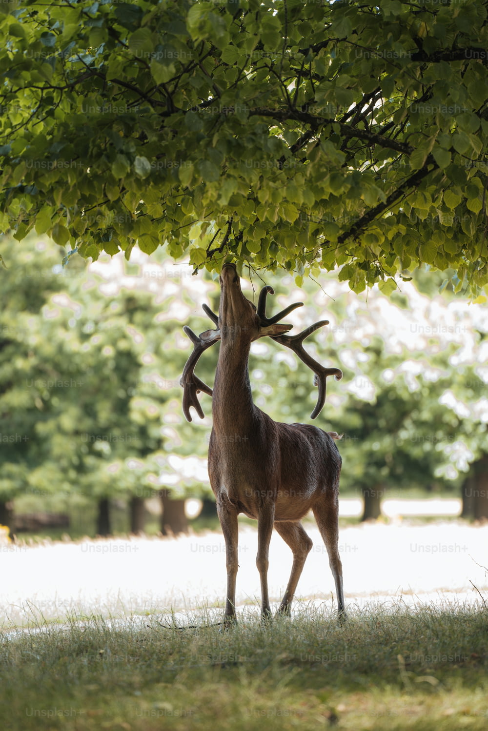 a deer that is standing under a tree