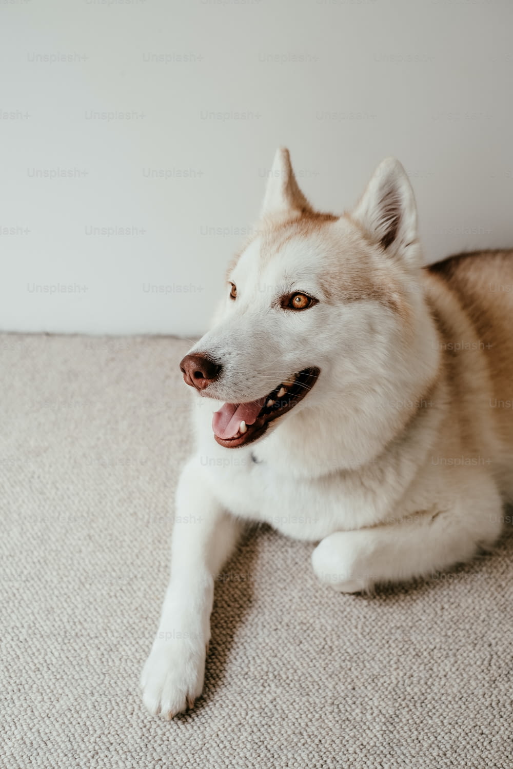Un cane bianco e marrone che giace sopra un tappeto