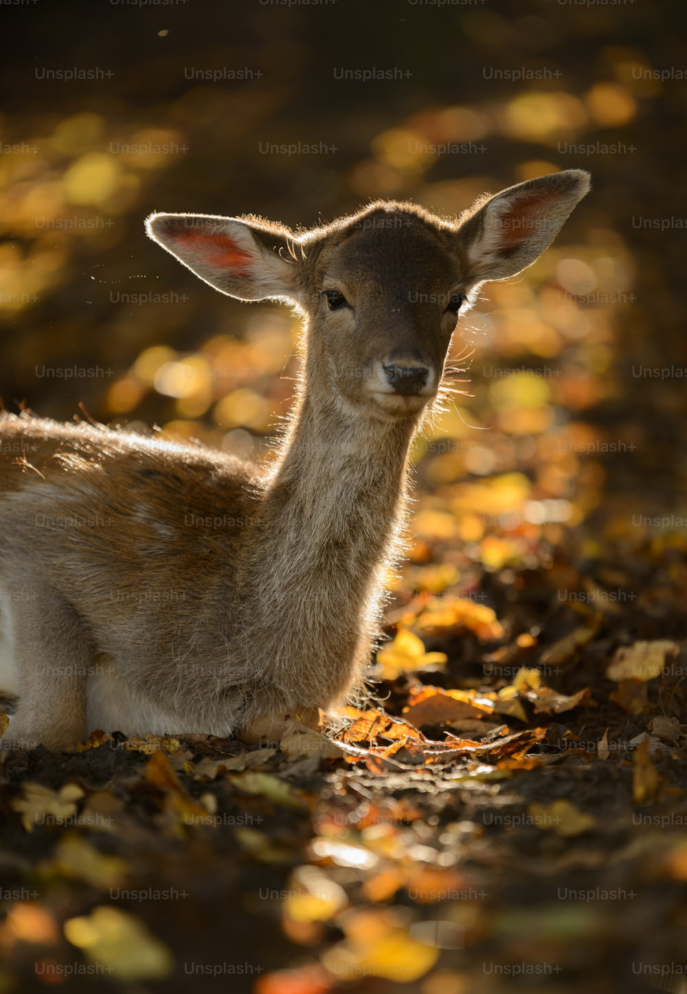 Un giovane cervo è seduto tra le foglie