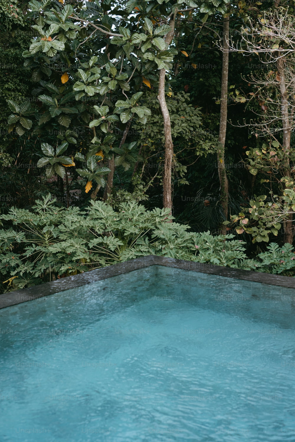 a blue pool surrounded by trees and bushes