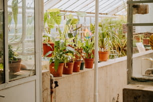 Une rangée de plantes en pot dans une serre