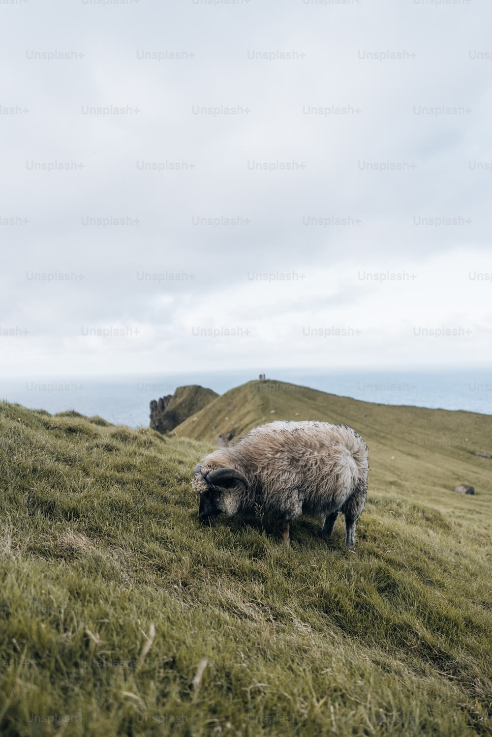 a sheep grazing in a grassy field on a cloudy day