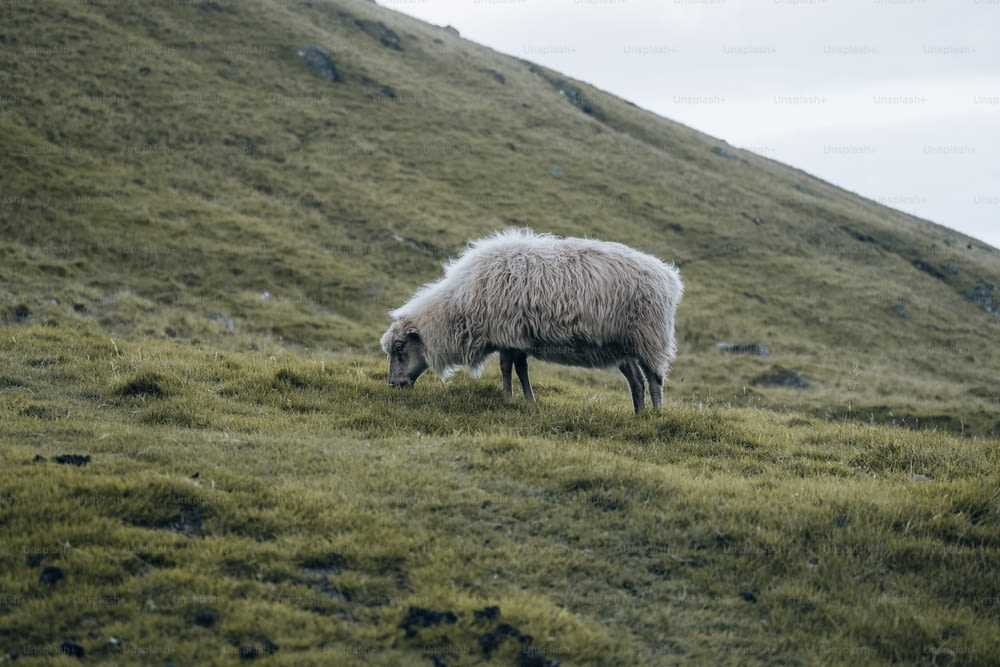 a sheep is grazing on a grassy hill