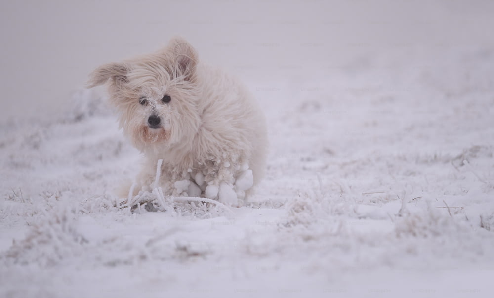 um pequeno cão branco correndo pela neve