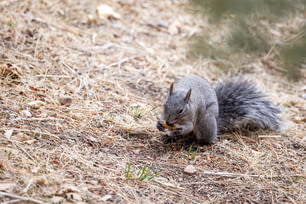 Un écureuil est assis par terre en train de manger quelque chose