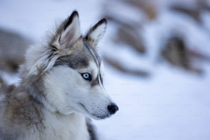 Gros plan d’un chien husky aux yeux bleus