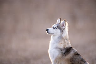 Ein Husky-Hund, der auf einem Grasfeld sitzt