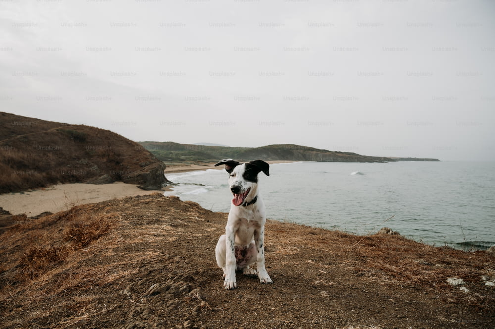 a black and white dog sitting on top of a hill next to the ocean