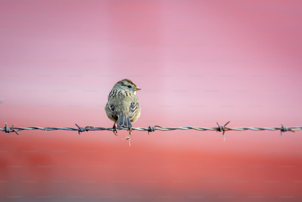 a small bird sitting on top of a barbed wire
