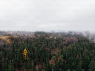 Ein nebliger Wald mit vielen Bäumen