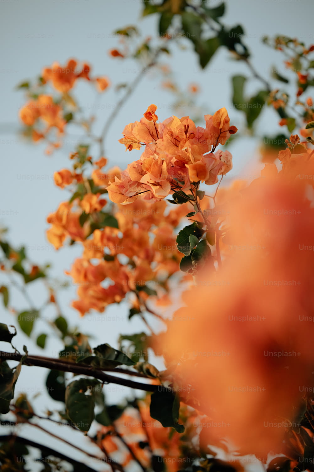 a tree with orange flowers and green leaves