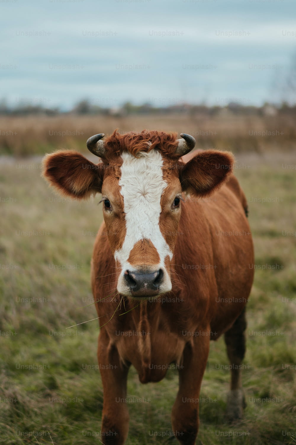 une vache brune et blanche debout au sommet d’un champ couvert d’herbe