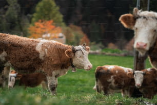 Eine Herde Kühe, die auf einem üppig grünen Feld steht