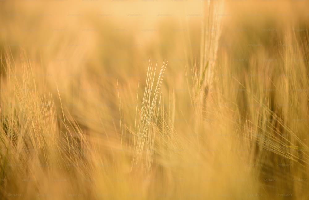 a blurry photo of a field of tall grass